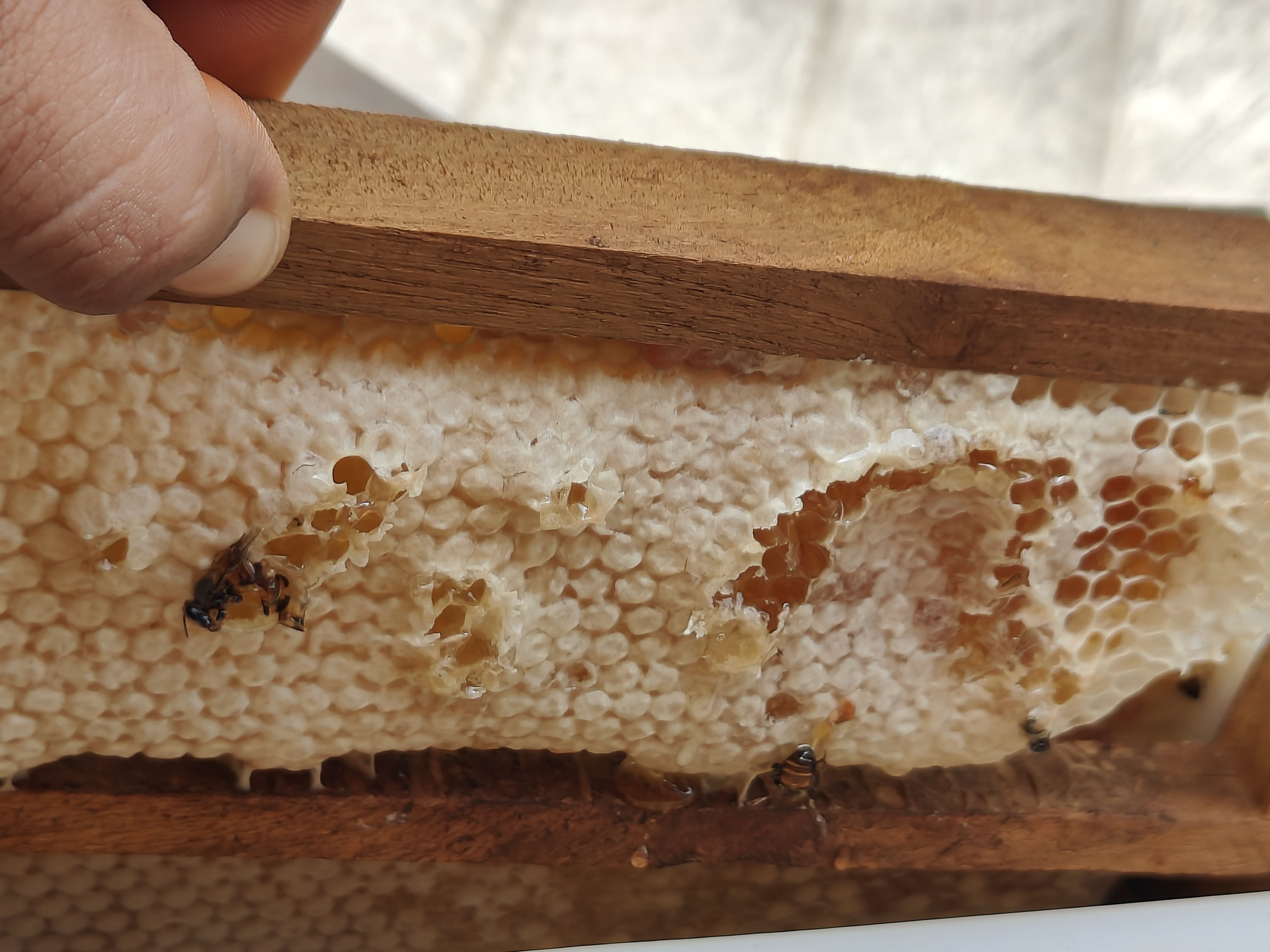 A finished jar of pure Cerena Indica natural farming honey